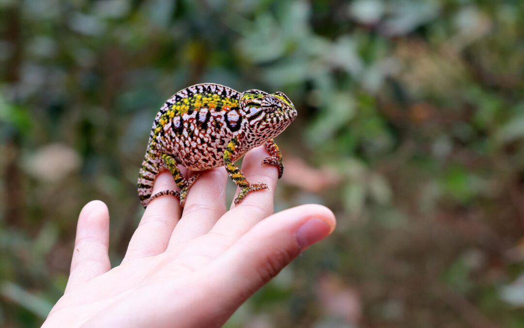 Kameleon Przywództwa czyli jak uwalniać potencjał, który inni przegapili?